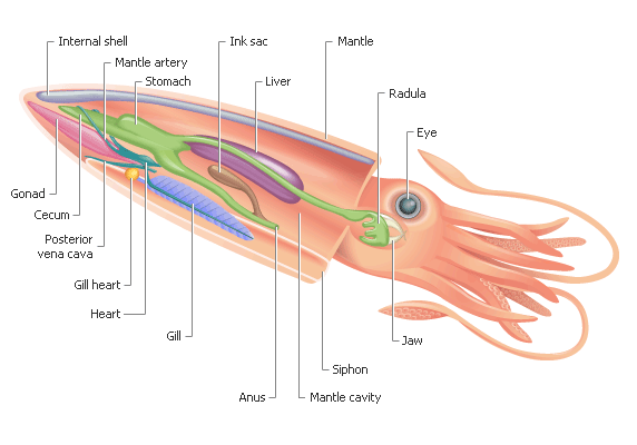 Mollusca - The Excretory System